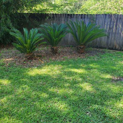 Sago palm prune after