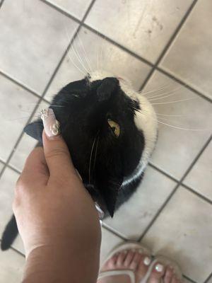 Gary the shop cat