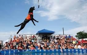 Our pools are regularly used for Dock Dog Diving competitions.