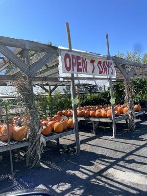 Pumpkin picking