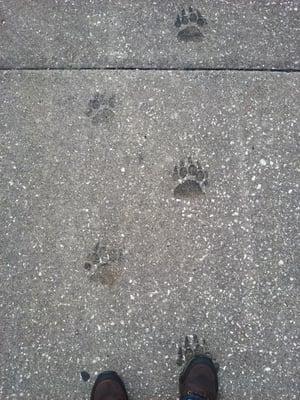 Bear feet on side walk headed to the manufacture building.