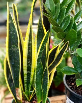 Sanseveria