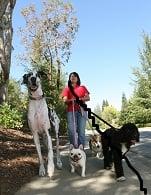 Dog walking and other pet care services