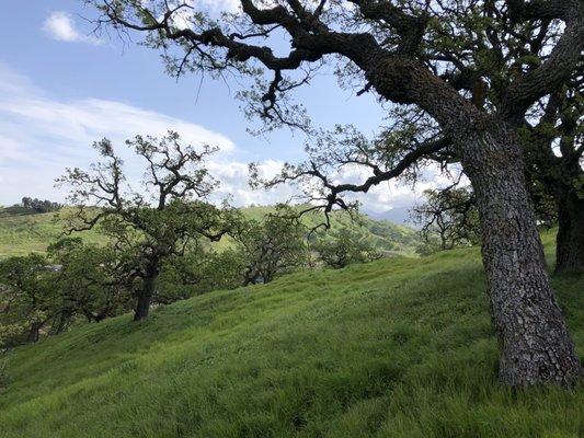 Nature inspiration in Walnut Creek, CA and the East Bay hills.