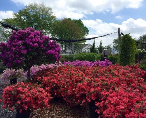 Lots of Azaleas!