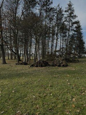 Damaged trees removed (40 total) by Monster Tree Service.