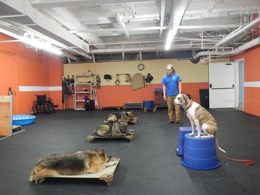 Working dogs at the Training Center