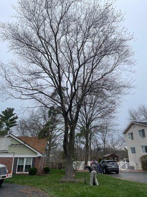 Red maple at my house.