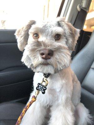 chunk of hair missing from his snout, ears ungroomed/cleaned, uneven beard, etc.