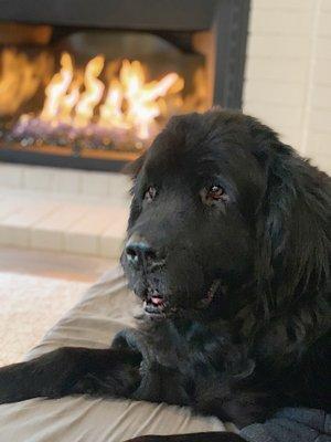 Kaia says 'two paws up' for the awesome new fireplace!  No more crackling logs to scare her!