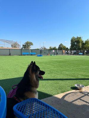 Sasha, long-haired German Shepherd at NewBridge Road Park Dog Run