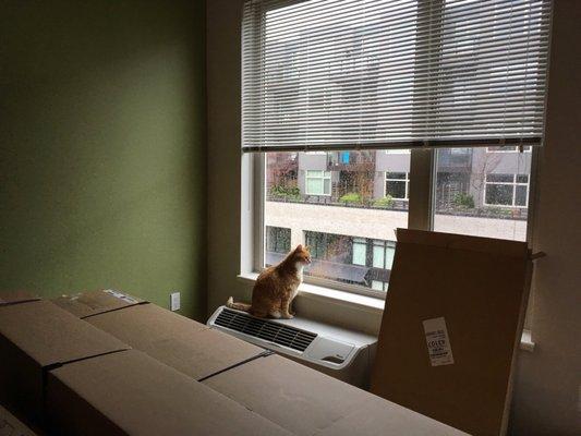 Our cat loves the big windows to see all the other pets below