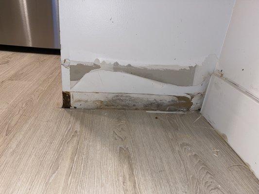 Growth behind baseboard in kitchen