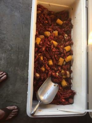 Crawfish in season