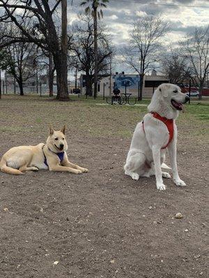 Colorful Ruffwear harnesses