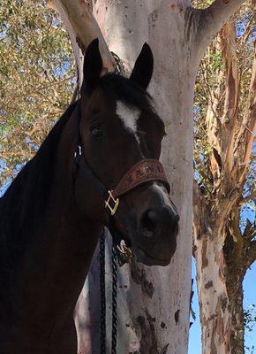 Boot Hill Saddlery