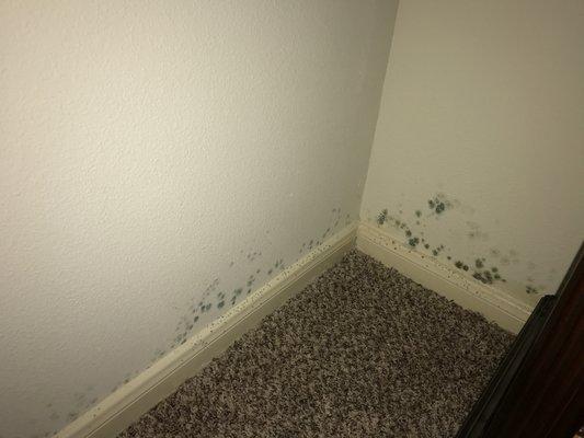 Mold from inside my dad's apartment at Birdsong Place Villas