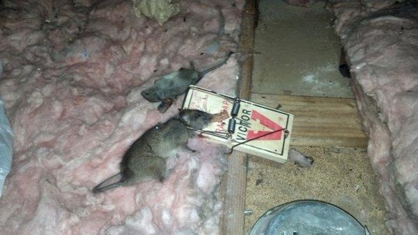 WRS specializes in rodent control proofing and trapping.  We also provide a warranty for peace of mind.