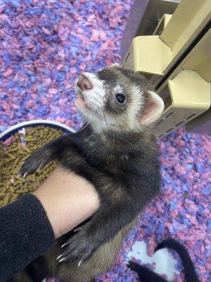 ferret