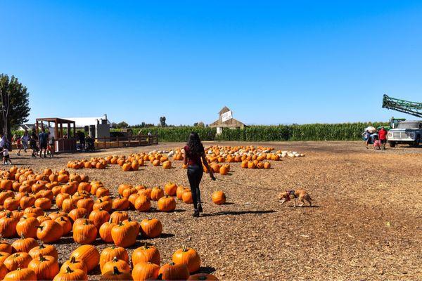 Pumpkin patch