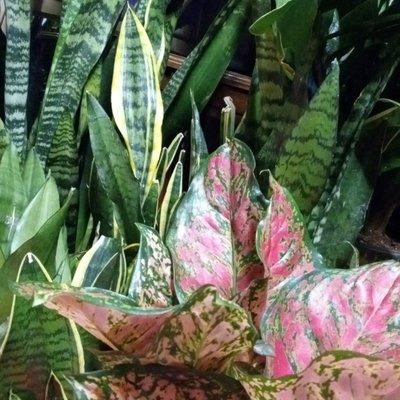 Variety of indoor but plants