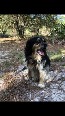 Charlie on a trail hike. 3 months post treatment from the Hope Animal Cancer Clinic for lymphoma.