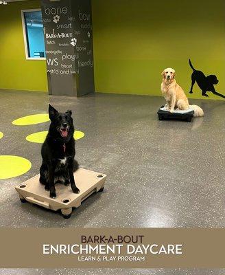 Bark-A-Bout's Full-Day Enrichment Daycare Program gives 5 mind-engaging activities where Purposeful Play Meets Structured Learning!