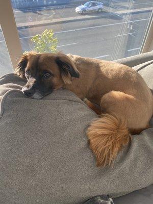 Calm and relaxed after the groom. They took exactly what we asked for but not to much off his cute fluffy tail.