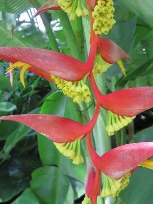 Red Hanging Heliconia has a white waxy coating on the stems, leaves, and flower-bracts which reflects UV light, and repels water and bugs.