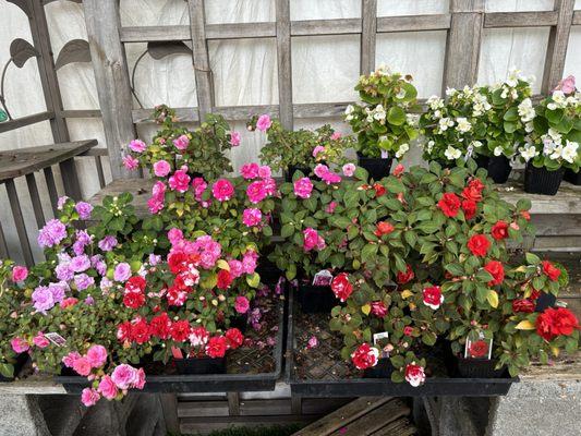 Pretty impatiens