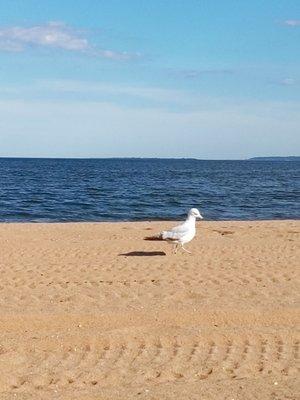 Seagull searching for food.