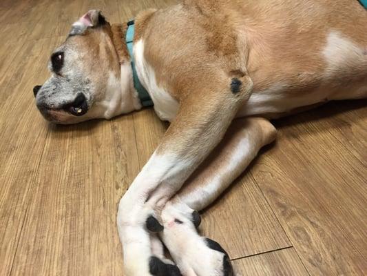 So relaxed even at the vet's office