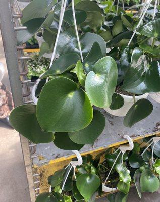 peperomia raindrop