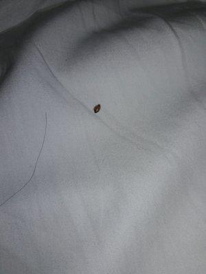 Bed bug!!!!!