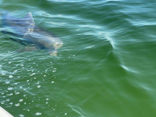 Saw a dolphin within 10 minutes of getting on the boat