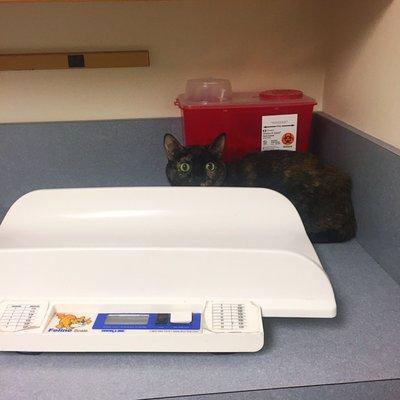 My cat waiting to see Dr. She looks scared now, but was so good! We love this vet!