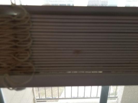 Old, filthy blinds!!! Covered in dust, and grime,and you guessed it:PET HAIR!!!