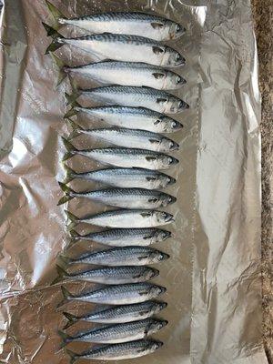 Mackerel