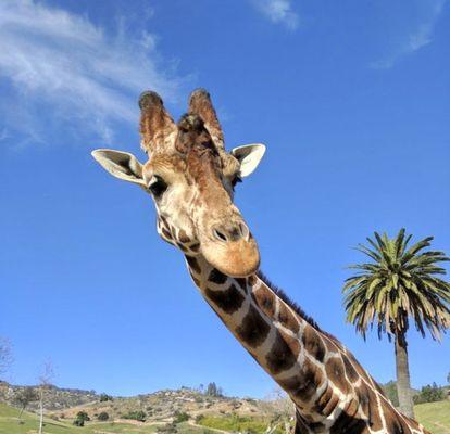 Feeding the Giraffes