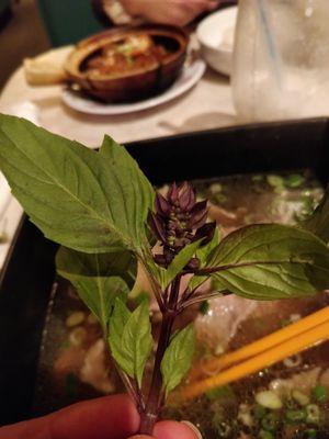 Fresh thai basil