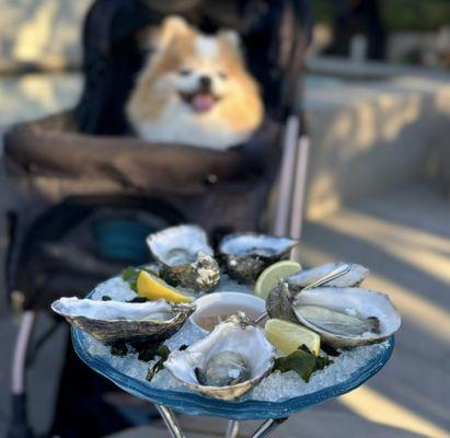 1/2 Dozen Oysters w/ yuzu kosho mignonette | $32