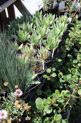 Succulents and landscaping plants