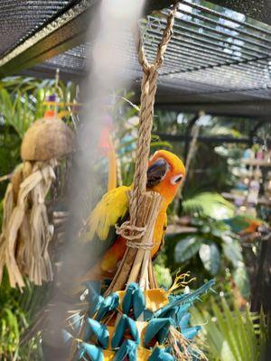 Sun conure playing outside in the aviary.