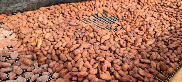 Dried cacao seeds