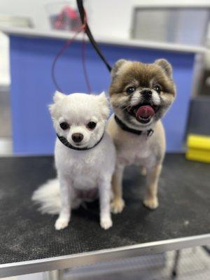 Pomeranian and chihuahua sisters