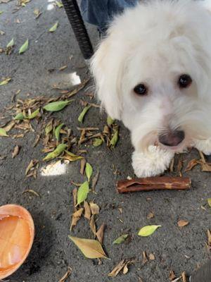 Dog friendly, the waiter even brought him water