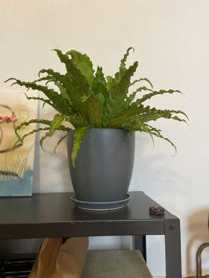 fern @ home