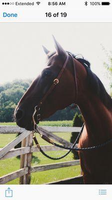 Cash in the round pen