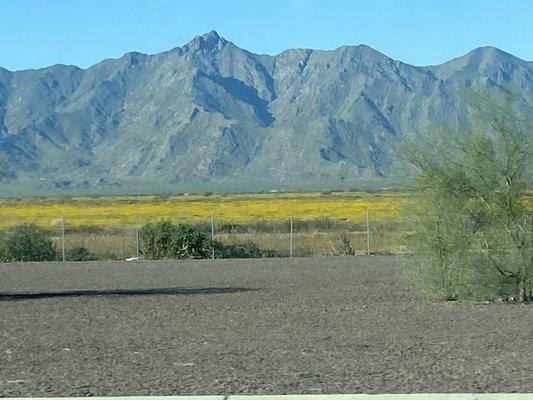 Phoenix spring flowers