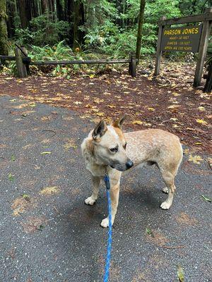 Our dog Ray recently adopted from Napa County Animal Shelter. You can see what great condition he is in, this is the second day with us.